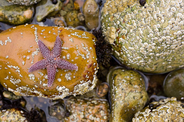 Star on the rocks stock photo