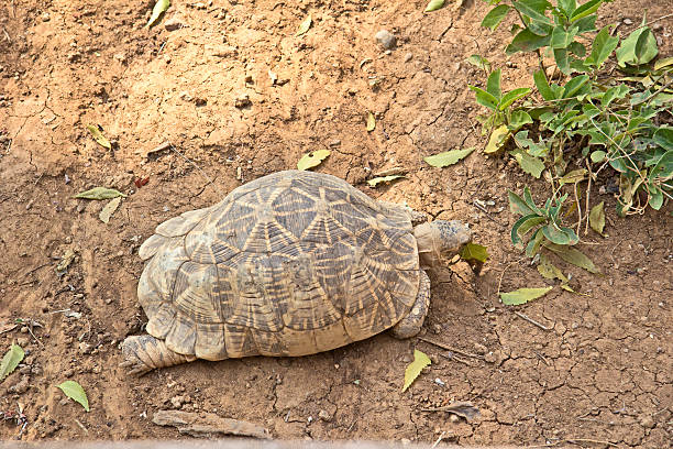 Star tortoise Star tortoise, Geochelone elegans caenorhabditis elegans stock pictures, royalty-free photos & images