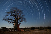 istock Star trails and Baobab tree 1297807578