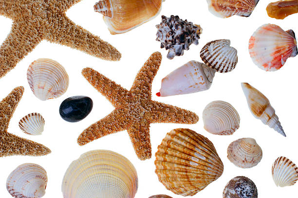 Starfish and shell on white background with clipping path stock photo