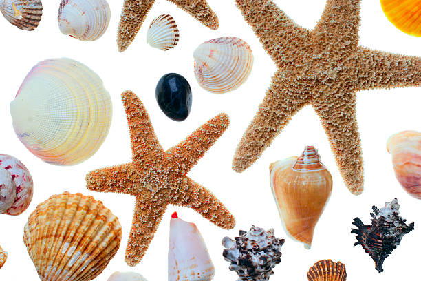 Starfish and shells stock photo