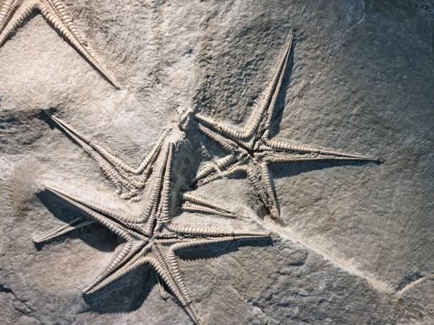 Starfish fossil stock photo