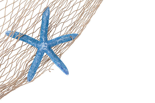 Fishing NetAuthentic Blue Fish Net 6ft x4ft with Mud Starfish 