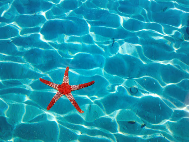 Starfish in blue water with light reflection. stock photo