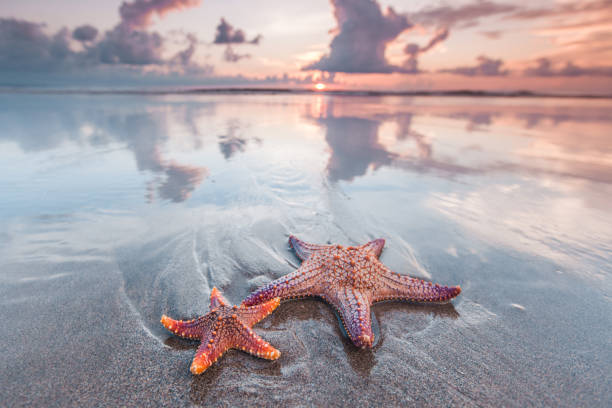 Starfish on beach Two starfish on the beach and beautiful sunset over sea indonesia photos stock pictures, royalty-free photos & images