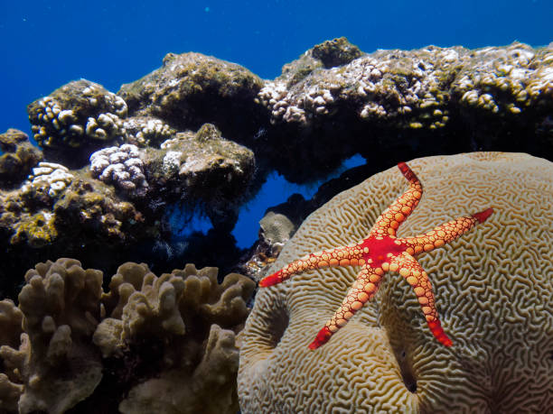 starfish underwater in the Great Barrier Reef stock photo
