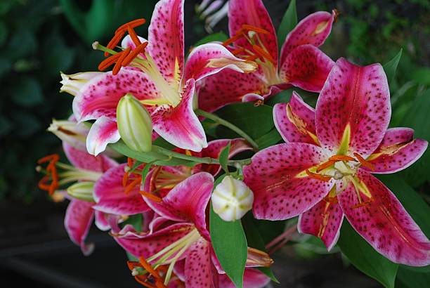 Best Stargazer Lily Stock Photos, Pictures & Royalty-Free Images - iStock