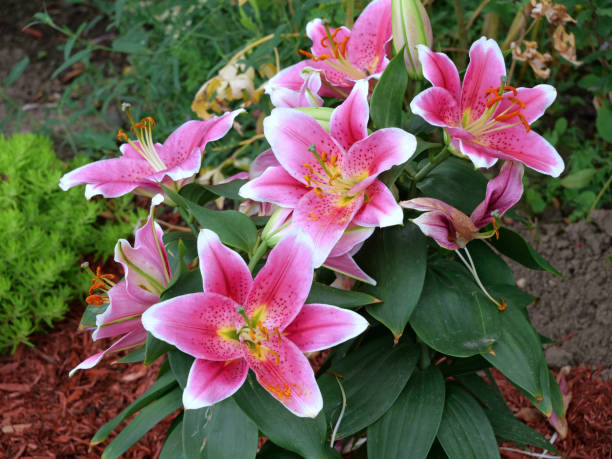 Stargazer lily plant growing outdoors in a garden stock photo