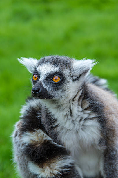 Staring lemur stock photo