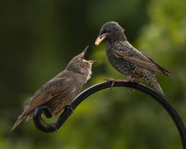 Starling feeding it's young stock photo
