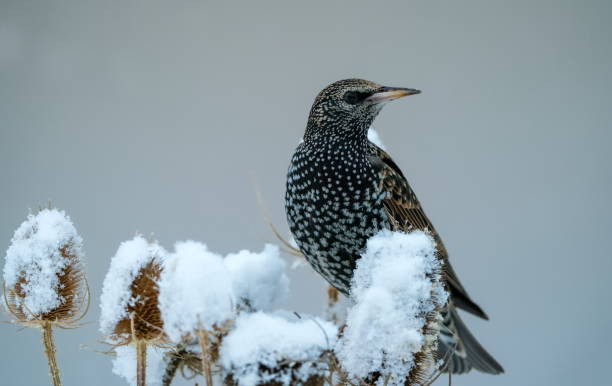 Starling in wintertime stock photo