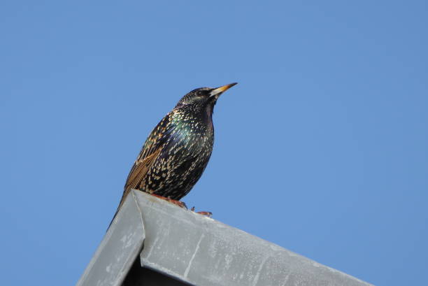 starling sitting on the roof stock photo