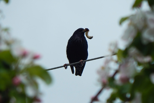A starling with a larva of the May chafer in its beak on wires. High quality photo