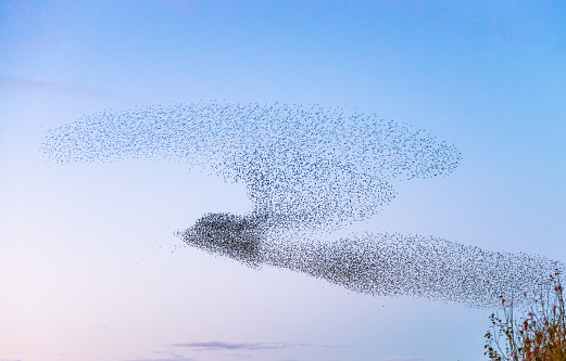 An outline shape of a bird, created as thousands of starlings form a murmuration at dusk in Scotland.