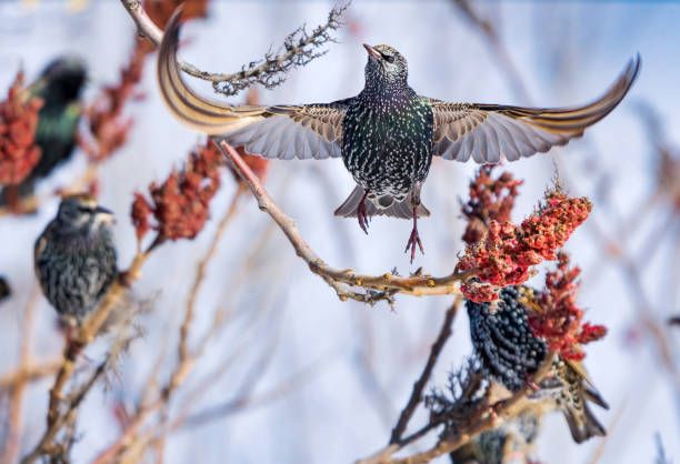 Starlings Singing and Dancing European starlings looking for insects to eat in staghorn sumac forest iridium stock pictures, royalty-free photos & images