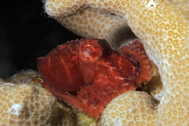 Star-sucker Pygmy Octopus stock photo