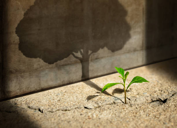 Start, Think Big, Recovery and Challenge in Life or Business Concept.Economic Crisis Symbol.New Green Sprout Plant Growth in Cracked Concrete and Shading a Big Tree Shadow on the Concrete Wall stock photo