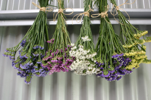 Pink, purple, white, yellow and mauve Statice Limonium sinuatum  flowers hanging to dry in a corrugated iron shed