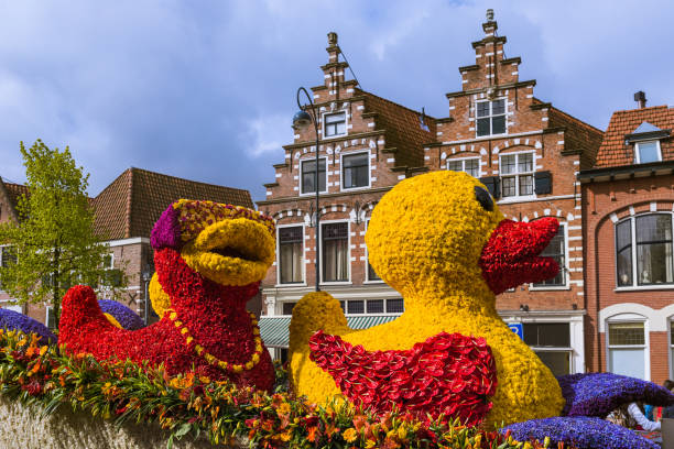 staty av tulpaner blommor parade i haarlem nederländerna - red hyacinth bildbanksfoton och bilder