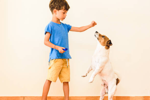 stanna hemma lär dig nytt färdighetskoncept med pojke utbildning hund tricks med klicker och positiv förstärkning - new standards bildbanksfoton och bilder