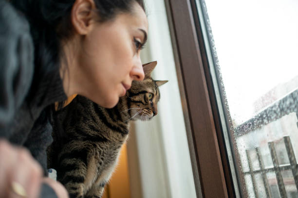 Stay home! Young woman and her cat looking through the window at rainy day. stock photo