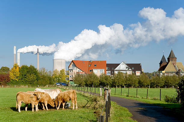 Steaming cooling tower of power station and pasture with cows stock photo