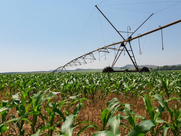 Steel pipes and beams of sprinkler system over corn fields. stock photo