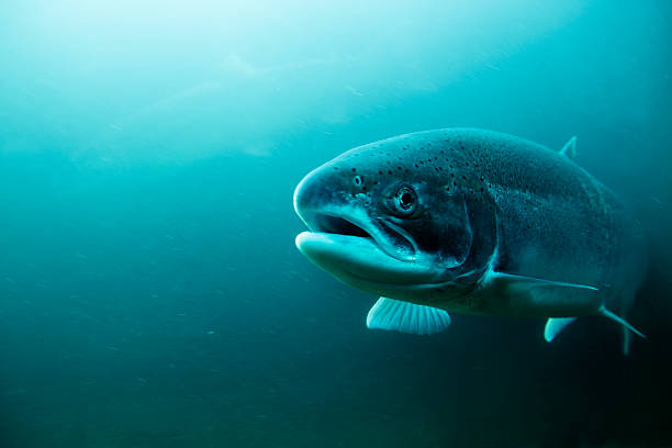 Steelhead Trout underwater. "A Steelhead Trout or Ocean Trout is on his way up the fish ladder of a dam on the Columbia River, Oregon." freshwater stock pictures, royalty-free photos & images
