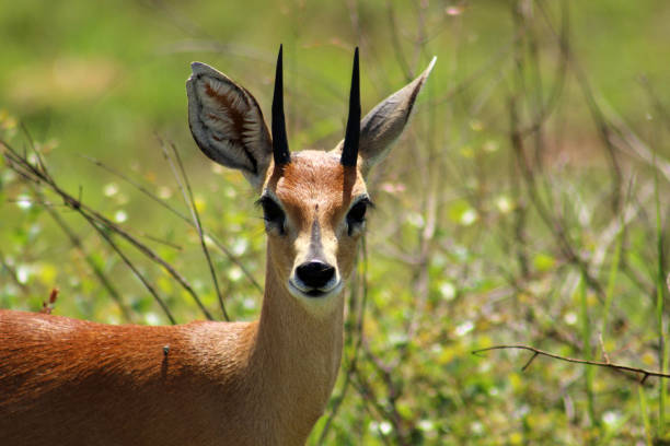 Steenbok, Raphicerus campestris; a small male African antelope found in Kruger National Park, South Africa stock photo