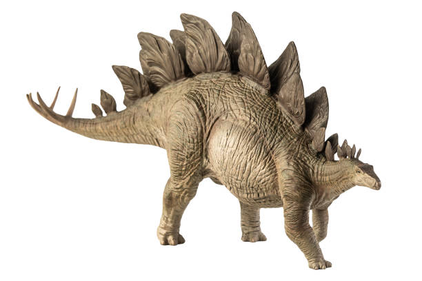 Stegosaurus , dinosaur on white background . Clipping path stock photo