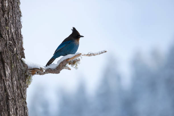 Steller's Jay perched in the snow stock photo