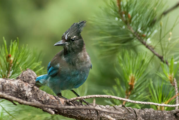 Steller's Jay Perched on a Branch stock photo
