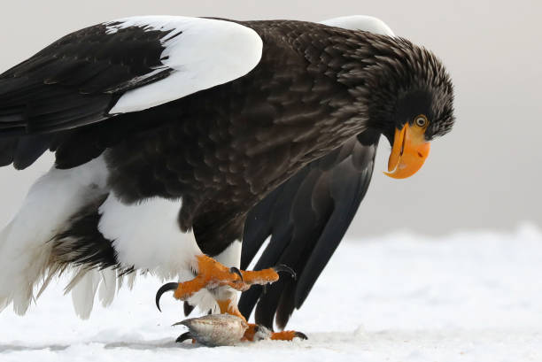 Steller's Sea Eagle in Hokkaido Japan stock photo