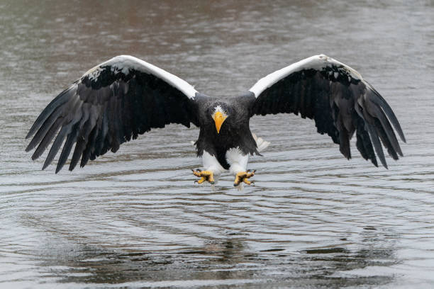 Steller's sea eagle (Haliaeetus pelagicus) taking a prey out of the water. stock photo