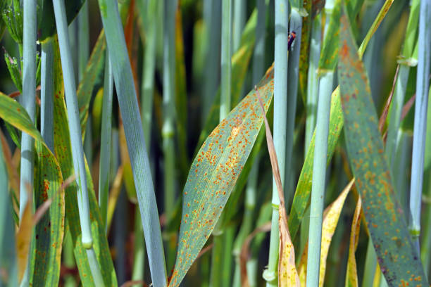 Stem rust, also known as cereal rust, black rust, red rust or red dust, is caused by the fungus Puccinia graminis, which causes significant disease in cereal crops stock photo