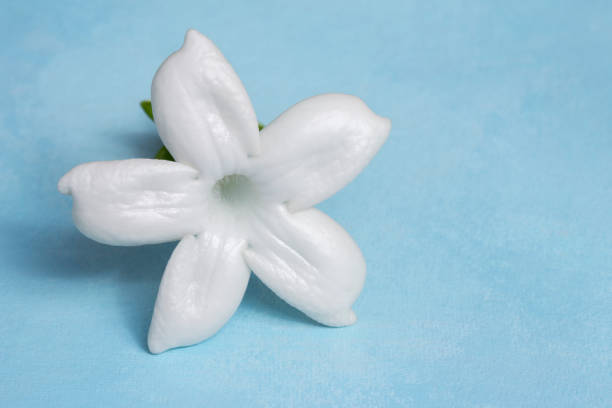 Stephanotis flower blossom (Madagascar jasmine) on blue background stock photo