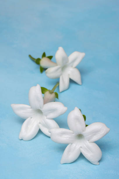 Stephanotis flower blossoms (Madagascar jasmine) on blue background stock photo