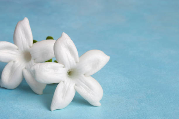 Stephanotis flower blossoms (Madagascar jasmine) on blue background stock photo