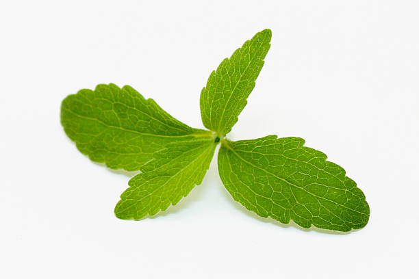 Stevia Leaves stock photo