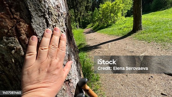 istock Sticks for Scandinavian walking in the forest 1407081460