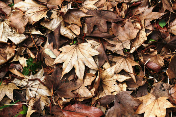 Still life of dry fallen leaves Fall-winter landscape dead plant photos stock pictures, royalty-free photos & images