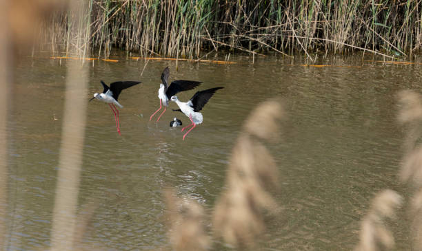 Stilt in Llobregat Delta fighting between them... probably for territorial issues Stilts fighting in springtime, Delta del Llobregat in Barcelona, territorial fights. black winged stilt stock pictures, royalty-free photos & images