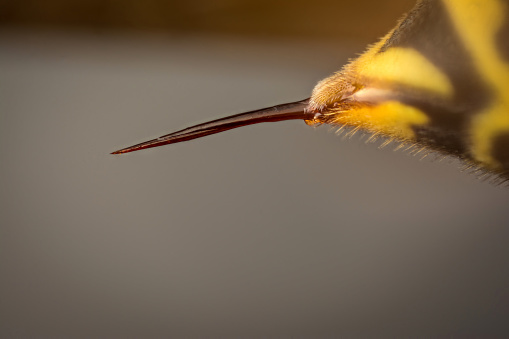 Sting of wasp (Vespa vulgaris) micro photography