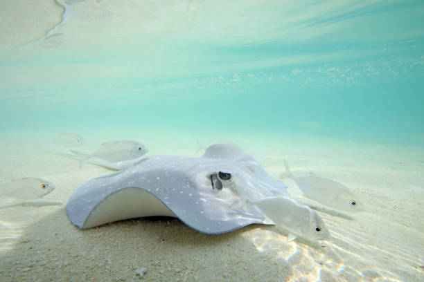 Stingray in Shallow Water stock photo