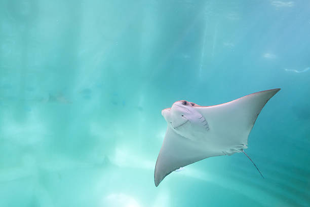 stingray stingray swimming under blue ocean like flying in sky and facing to camera manta ray stock pictures, royalty-free photos & images