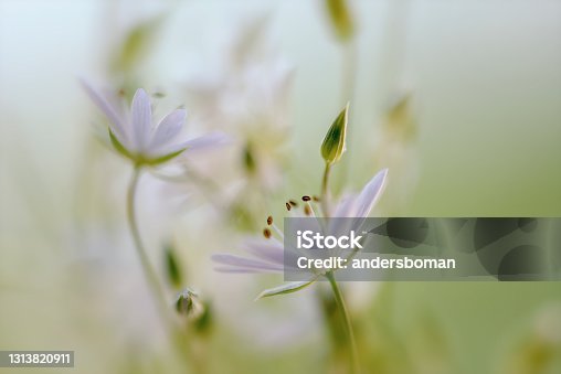 istock Stitchwort White summer flower closeup Stellaria graminea 1313820911