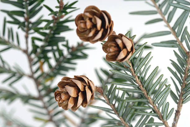 This is a photo of a hemlock branch with small pine cones on white...