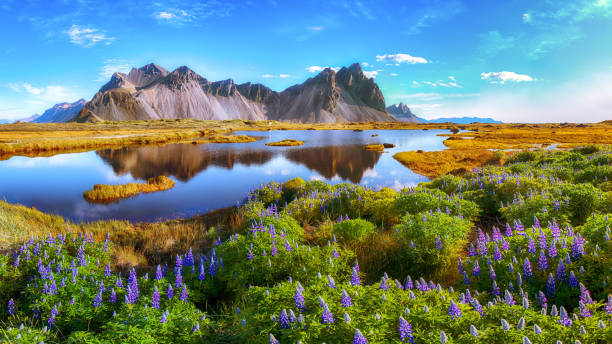 Stokksnes cape in Iceland Beautiful sunny day and lupine flowers on Stokksnes cape in Iceland. Location: Stokksnes cape, Vestrahorn (Batman Mount), Iceland, Europe. horizontal stock pictures, royalty-free photos & images
