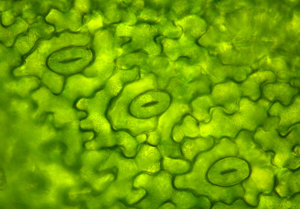 stomata under the microscope stock photo