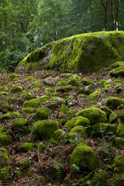 Stone in forest. stock photo